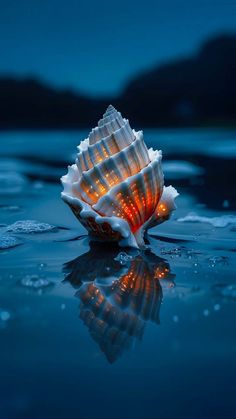 a sea shell in the water with its lights on