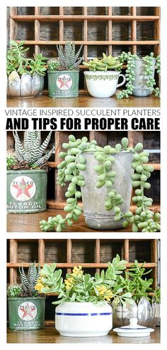 vintage inspired succulent planters and tips for proper care in the kitchen or living room