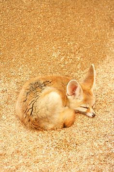 a small animal laying on top of dry grass