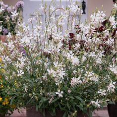 some white flowers are in brown pots on the ground