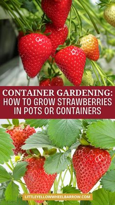 strawberries growing in the garden with text overlay that reads container gardening how to grow strawberries in pots or containers