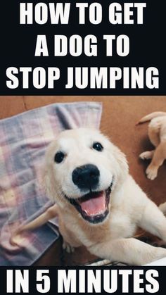 a white dog laying on top of a bed next to a pillow with the caption how to get a dog to stop jumping in 5 minutes