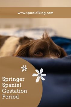 a brown and white dog laying on top of a bed next to a blue blanket