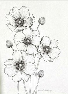 an ink drawing of three flowers