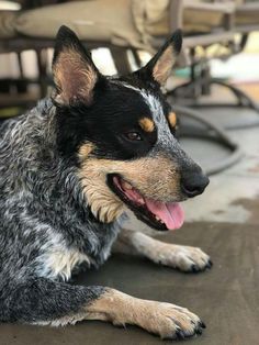 a dog laying on the ground with its tongue out