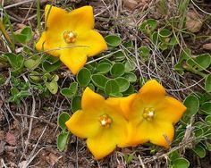 two yellow flowers with green leaves on the ground