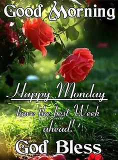 good morning card with roses in the grass and sun shining down on it, which reads happy monday have the best week ahead god