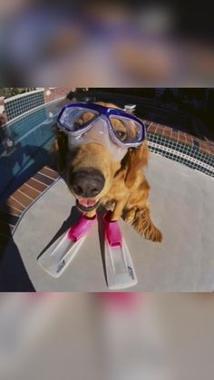 a dog wearing goggles and swimming gear