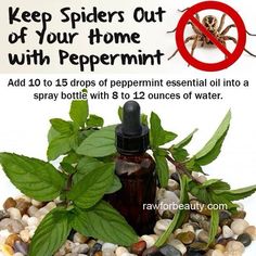 Get Rid Of Spiders In Your HomeFill up a spray bottle, add a few drops in and spray around bed, windows, and room. Spider Diy, Natural Spider Repellant, Mosquito Yard Spray, Citronella Plant, Mosquito Spray, Insect Repellent, Alternative Health