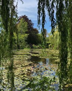 the water is full of lily pads and trees