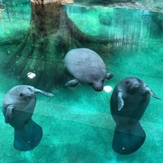 three elephants are swimming in the water near a tree and some rocks at the zoo