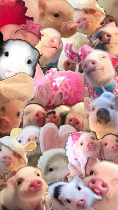 a group of pigs with different costumes on them's faces, all looking at the camera