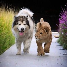 two dogs walking down a sidewalk next to tall grass and purple flowers in the background