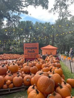 many pumpkins are piled up on the ground in front of a sign that says pumpkin patch