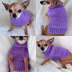 three pictures of small dogs wearing sweaters