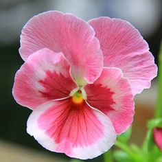 a pink and white flower with green stems