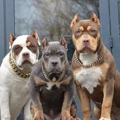 three pitbull dogs standing next to each other with chains on their collars