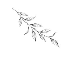 a black and white drawing of a branch with leaves on the top, against a white background