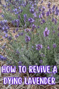 lavender plants with the words how to remove a dying lavender