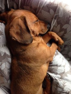 a small brown dog laying on top of a bed