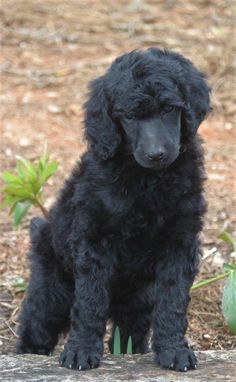 a black puppy sitting on top of a log