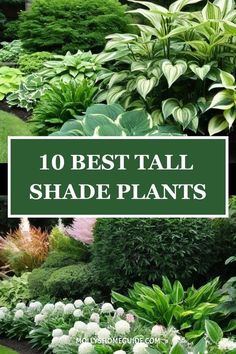 the top 10 best tall shade plants