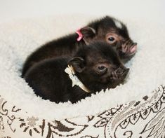 a small black dog laying on top of a white blanket in a pet bed with a pink ribbon around it's neck