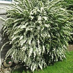 a white flower bush in front of a house