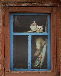 two cats are sitting in the window sill