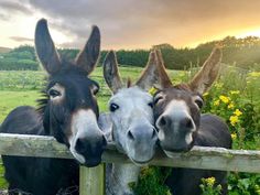 three donkeys looking over a wooden fence at the camera with grass and flowers in the background