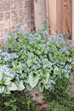 blue flowers and green leaves in front of a brick wall with a wooden door behind it