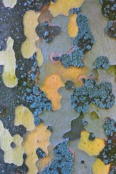 the bark of an old tree with yellow and blue moss growing on it's branches