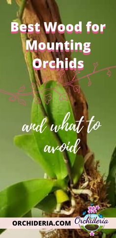 an orchid plant with the words best wood for mounting orchids and what to avoid