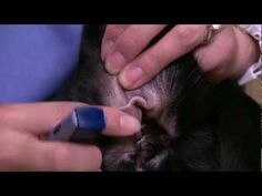 a person is trimming an animal's ear with a blue object in their hand