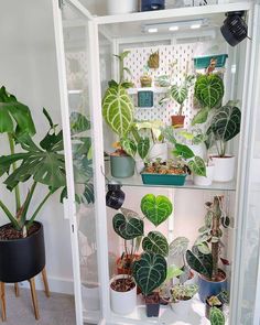 a display case filled with lots of different types of houseplants and potted plants