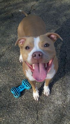 a brown and white dog standing next to a blue toy