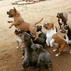 a group of dogs playing with each other in the dirt