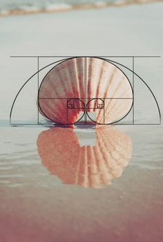 an image of a seashell on the beach with its reflection in the ocean water