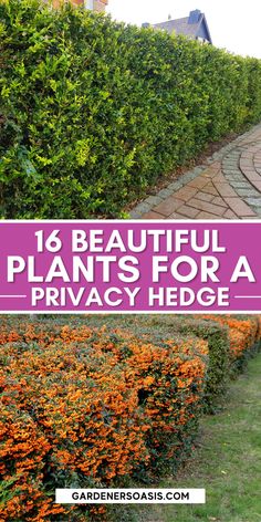 Best Evergreen Plants For A Privacy Hedge