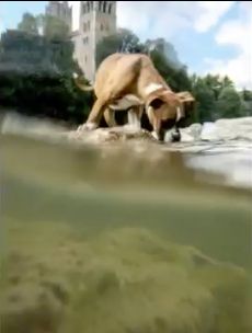 a brown dog standing on top of a sandy beach