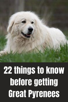 a white dog laying in the grass with text overlay that reads, 22 things to know before getting great pyrnesss