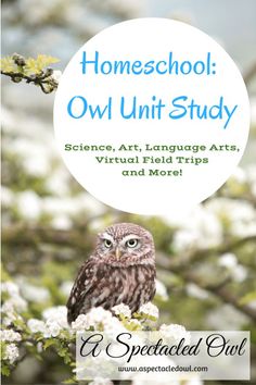 an owl sitting on top of a tree with the words homeschool owl unit study