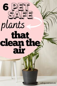 a potted plant with the words 6 pet safe plants that clean the air on it