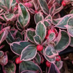 some red and green plants with pink leaves