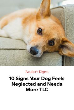 Does your canine cutie need a cuddle? Veterinarians point to the signs your dog feels neglected and offer tips for giving it more attention. Dog Seizures, Dog Noises, Dog Illnesses, Healthy Pets, Dog Behavior, Shelter Dogs, Humane Society, The Signs, Happy Dogs