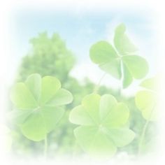 four leaf clovers in the foreground with trees in the background