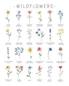 wildflowers are the most popular flowers in the world