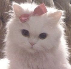 a white cat with a pink bow on its head