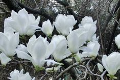 white flowers blooming in the middle of a tree with no leaves on it's branches