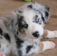 a dog with blue eyes laying on the floor next to a tennis ball and a quote about aussie shepherd